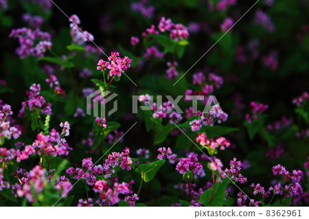Red flower flowers 8362961
