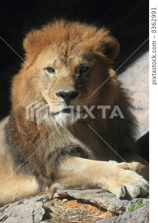 百獸之王的獅子 百獸之王的獅子 8362991