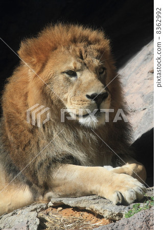 百獸之王的獅子 百獸之王的獅子 8362992