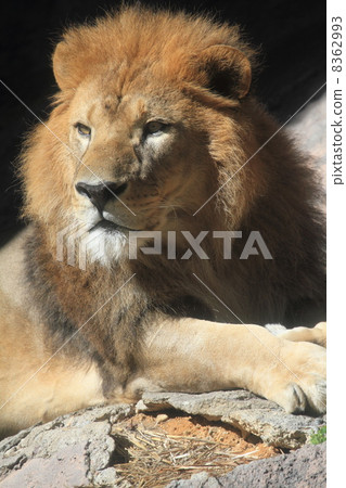 百獸之王的獅子 8362993
