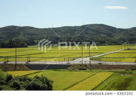 宮城縣白井市朝日町的田園風光 8363102