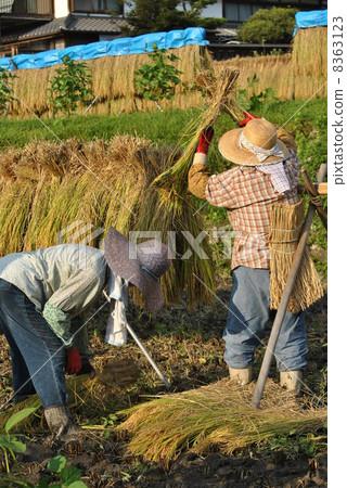 水稻收穫 8363123