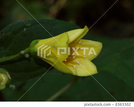 Kirenge shōuma Kirenge shōuma 8363302