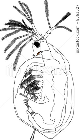 Salami Daphnia Salami Daphnia 8363327