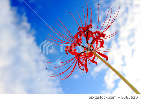 Higanki flower and blue sky 8363620