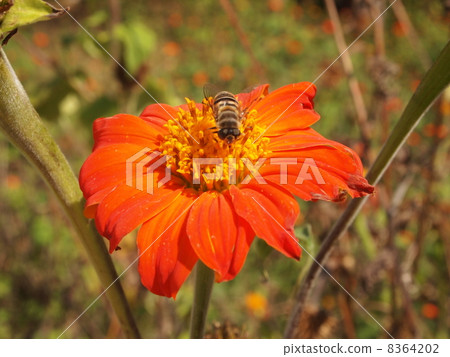 紅色向日葵 紅色向日葵 8364202
