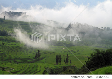 Clouds climbing up to the rice paddy fields (Yunnan Province, Yuanyang Fukusho Village, China) 8364382