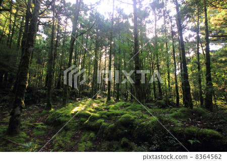 Ancient woods 8364562