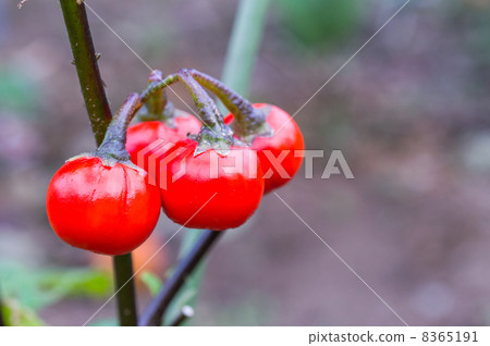 Red pepper 8365191