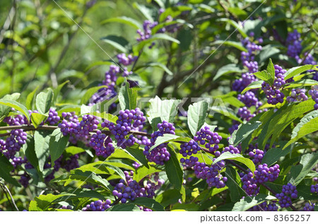 Komurasaki (small purple) 8365257