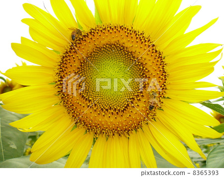 Kanagawa Prefecture Zama City / Kurihara Venue Sunflower 8365393