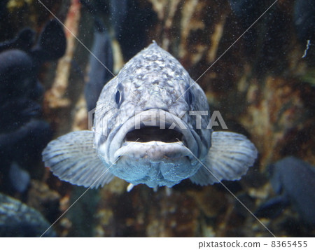 Atsudo水族館 Atsudo水族館 8365455