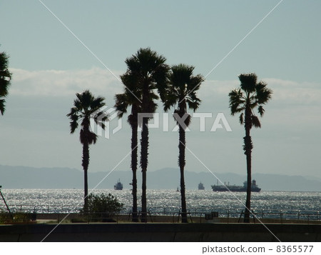 一棵壽衣樹 8365577