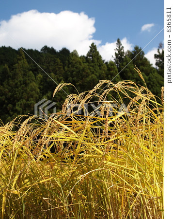 Inaho和藍天 8365811