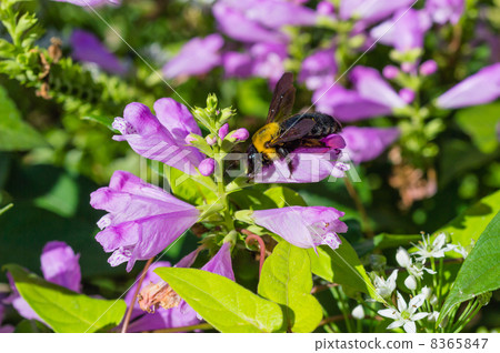 來到Hana Toranoowo花的花蜂 8365847