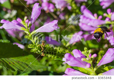 來到Hana Toranoowo花的花蜂 來到Hana Toranoowo花的花蜂 8365848
