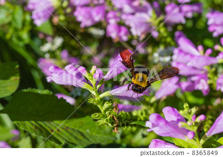 來到Hana Toranoowo花的花蜂 來到Hana Toranoowo花的花蜂 8365849