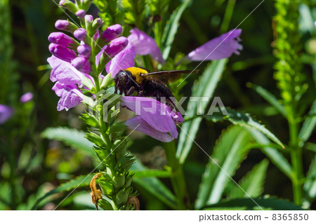 來到Hana Toranoowo花的花蜂 來到Hana Toranoowo花的花蜂 8365850