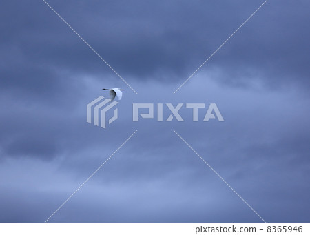 飛行在黑暗的雲彩的一隻白色鳥 8365946