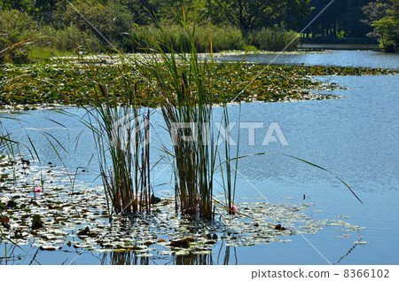At Numanuma paddy field · Gama Gama survey at Minami Nature Park 8366102