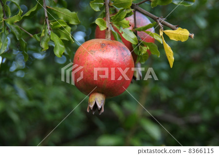 Pomegranate fruit 8366115