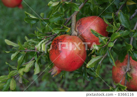 Pomegranate fruit 8366116