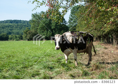 Beef grazing Beef grazing 8366123