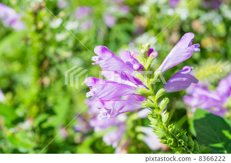 Hanatorano Hanatorano 8366222