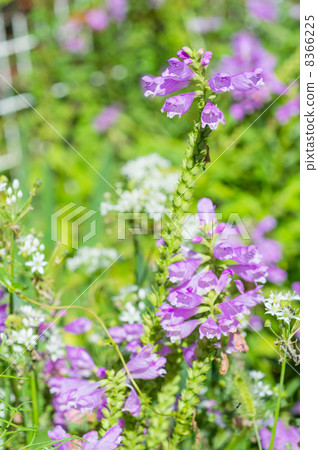 Hanatorano Hanatorano 8366225