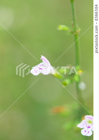 Kalaminsa Kalaminsa 8366384