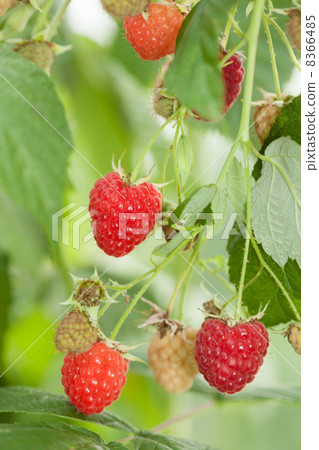 Raspberry field 8366485