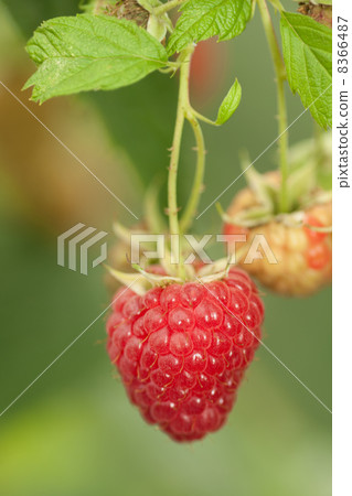 Raspberry field 8366487