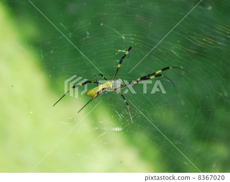 Nephila spider 8367020
