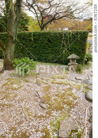 Katsura Rikyu Lolitae Cutting-Edge lantern 8367289