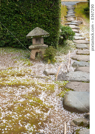 Katsura Rikyu Lolitae Cutting-Edge lantern 8367290