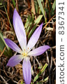 Flower single wheel 8367341