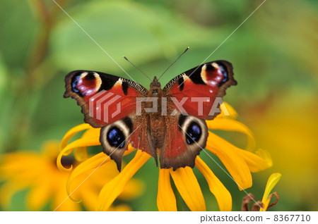 孔雀butterfly蝶和楊柳bahi向日葵 孔雀butterfly蝶和楊柳bahi向日葵 8367710