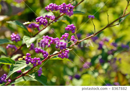 Mine Numata Field · Murasakusibiku Kumatitsura Family 8367882