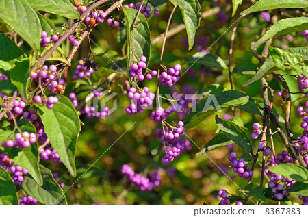 我的Numata Field·Murasakusibiku Kumatitsura家族 8367883