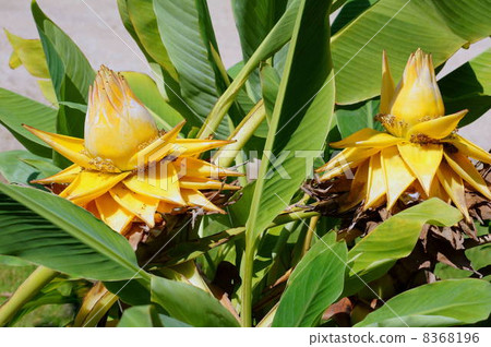 Chukin Len：Geijin Lotus 8368196