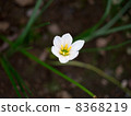 Thamas Dale 8368219