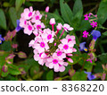 Pink flowers 8368220