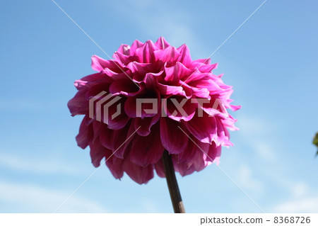 Dahlia Dahlia 8368726