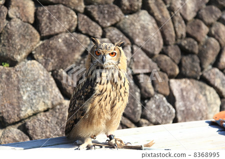 Earthworm Owl Owl Birds of Prey Bengal Eagle Eyedropped Chicks Earthworm Owl Owl Birds of Prey Bengal Eagle Eyedropped Chicks 8368995