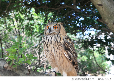 Standing in the forest Earthworms Owl Owl Birds of Prey Bengal Washimi Misuku chicks 8369023