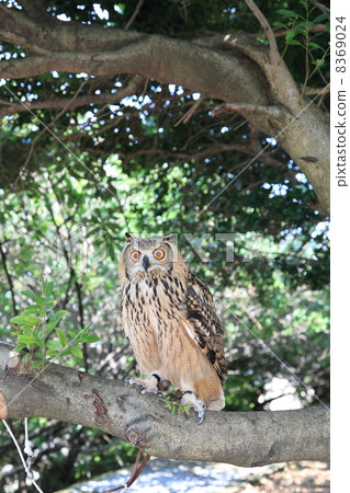 Standing in the forest Earthworms Owl Owl Birds of Prey Bengal Washimi Misuku chicks 8369024