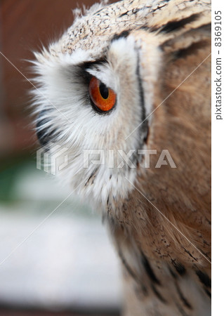 蚯蚓貓頭鷹貓頭鷹猛禽西伯利亞鷹眼睛的小雞 8369105