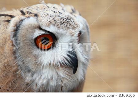 Earthworm Owl Owl Birds of Prey Siberian Eagle Eyedropped Chicks Earthworm Owl Owl Birds of Prey Siberian Eagle Eyedropped Chicks 8369106