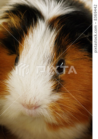 豚鼠 豚鼠 8369442
