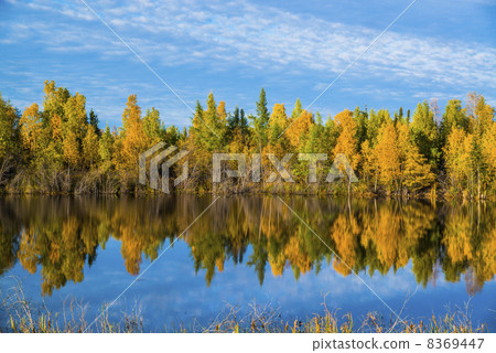 Coniferous forest Coniferous forest 8369447